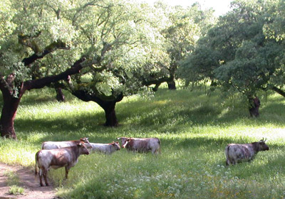 Sítio de Monfurado (Portugal)