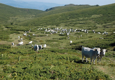 Western Stara Planina region (Bulgaria)